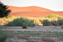 NAM-030_NAM_20250515-075952_EB_web