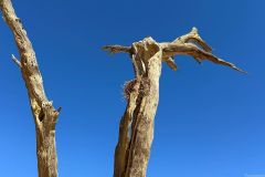 NAM-037a_NAM_20250529-102047_BS_web