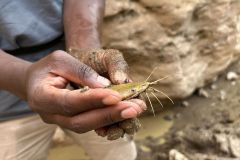 NAM-050_NAM_20250515-170529_BS_web