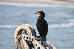 NAM-078_NAM_20250517-160106_EB_web