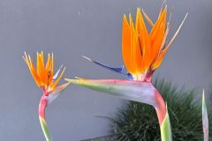 NAM-080_NAM_20250517-162038_BS_web