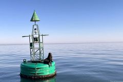 NAM-084_NAM_20250601-095344_BS_web