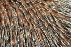 NAM-084c_NAM_20250601-095344_BS_web