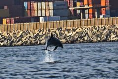 NAM-085_NAM_20250518-094238_EB_web