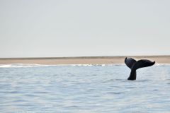 NAM-086_NAM_20250518-101703_EB_web