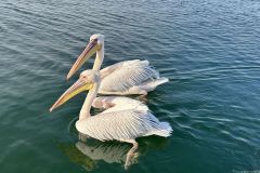 NAM-086a_NAM_20250518-092252_BS_web