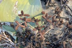 NAM-095a_NAM_20250519-173050_BS_web