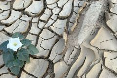 NAM-097b_NAM_20250602-075637_BS_web