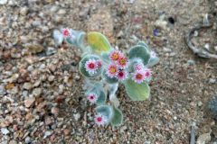 NAM-102_NAM_20250519-094255_BS_web