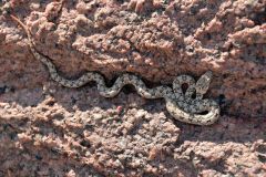 NAM-105_NAM_20250519-105923_EB_web