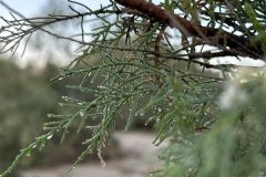 NAM-113_NAM_20250520-072835_BS_web