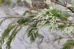 NAM-114_NAM_20250520-073034_BS_web