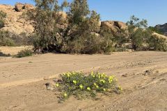 NAM-116a_NAM_20250603-095145_BS_web