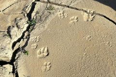 NAM-117_NAM_20250520-104013_BS_web