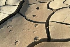 NAM-117a_NAM_20250603-100843_BS_web