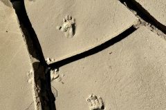 NAM-118_NAM_20250520-104148_BS_web