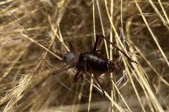 NAM-118a_NAM_20250520-161031_BS_web