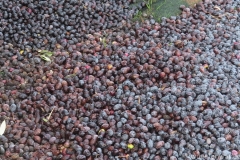 Tuerkei25_Tuerkei25_20251028-095024_AH_web