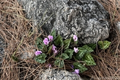 Tuerkei25_Tuerkei25_20251028-105930_BS_web