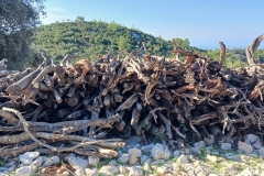 Tuerkei25_Tuerkei25_20251029-101442_MS_web