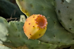 Tuerkei25_Tuerkei25_20251029-154006_TP_web